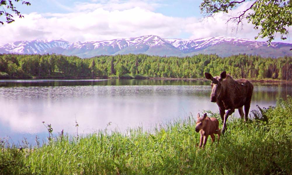 Alaska wildlife viewing safaris